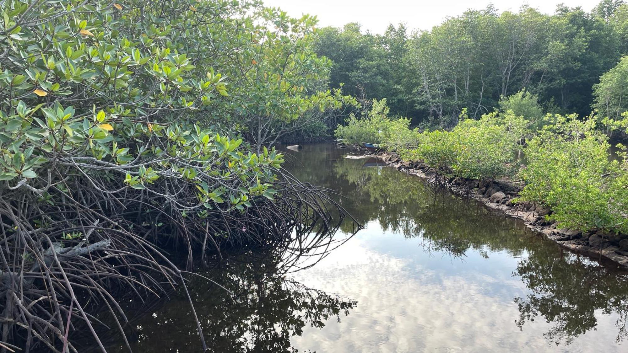 Mangrove Inn การีมุนยาวา ภายนอก รูปภาพ