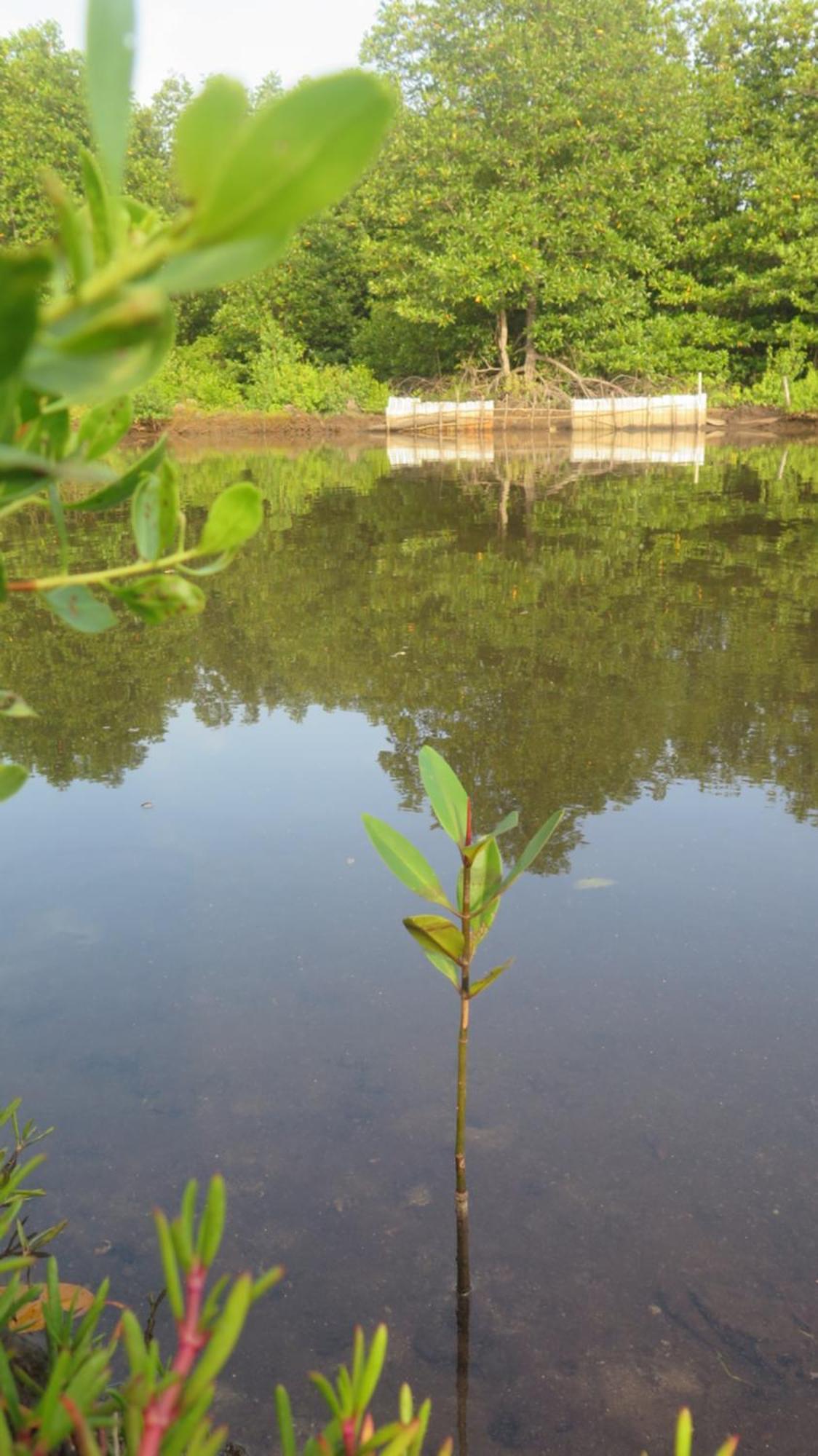 Mangrove Inn การีมุนยาวา ภายนอก รูปภาพ